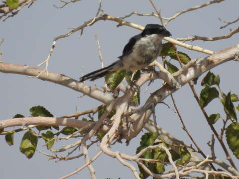 Lanius excubitor aucheri Bonaparte 1853 resmi