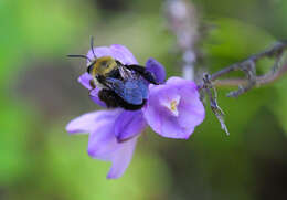 Слика од Anthophoridae