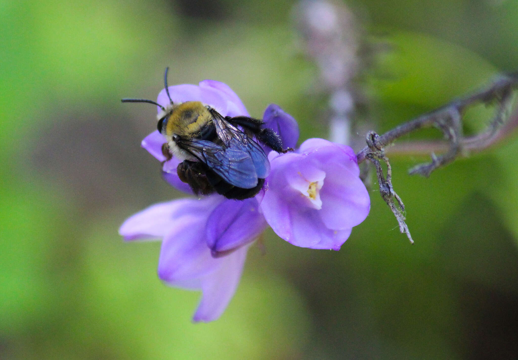 Imagem de Anthophoridae