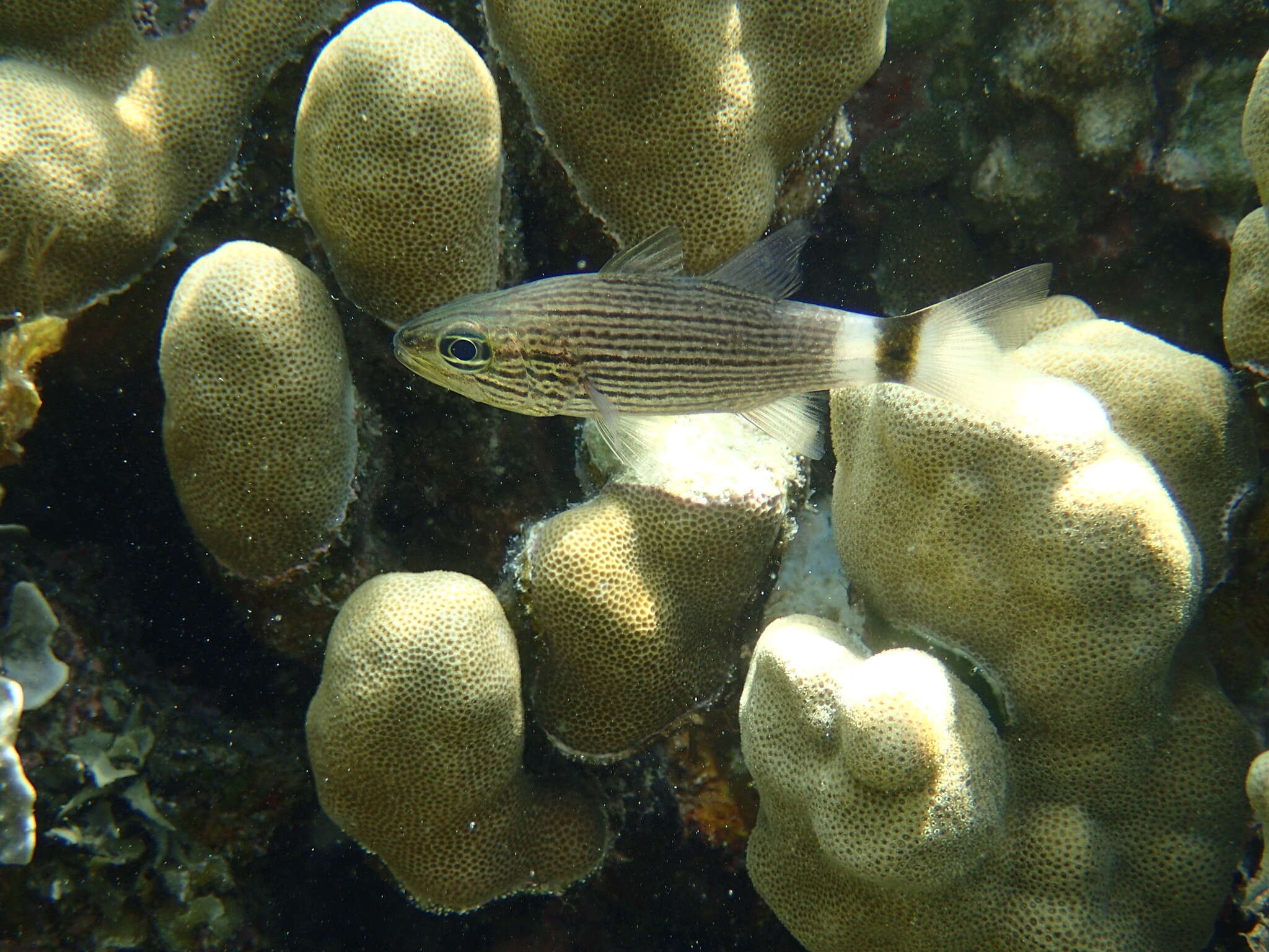 Image of Dogtooth cardinal