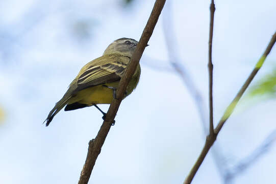 Imagem de Phyllomyias fasciatus (Thunberg 1822)