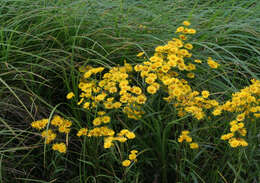 Image of Inula linariifolia Turcz.