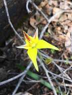 Image de Caladenia flava R. Br.