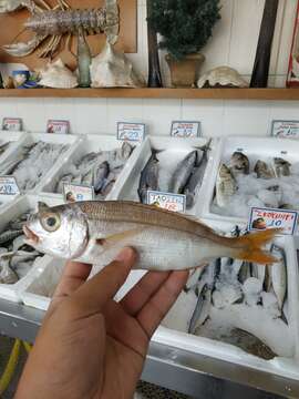 Image of Auxillary seabream