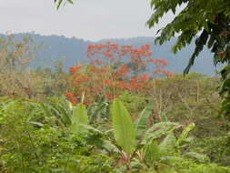 Image of Erythrina verna Vell.