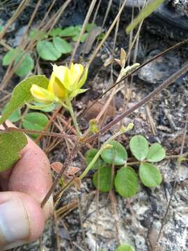 Слика од Rhynchosia cinerea Nash