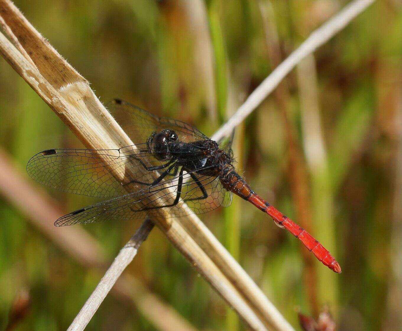 Image of Eastern Pygmyfly