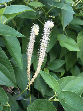 Image of lizard's tail