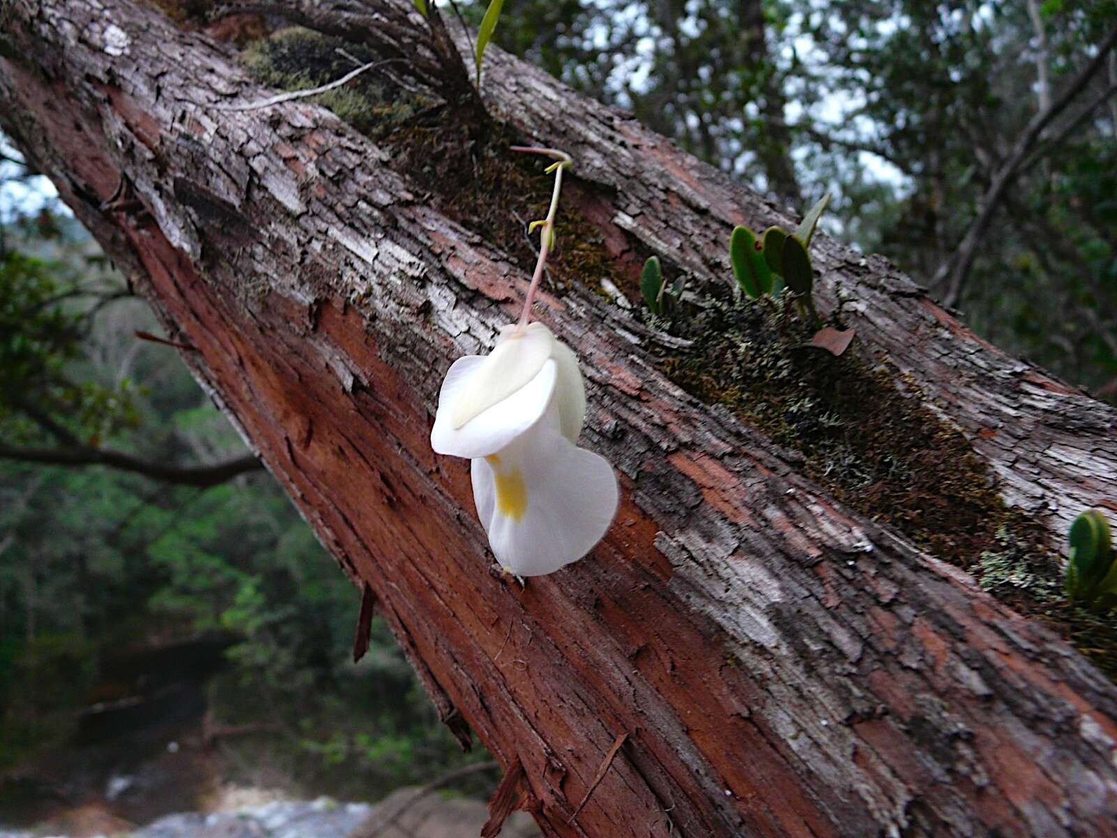 Image of Utricularia alpina Jacq.