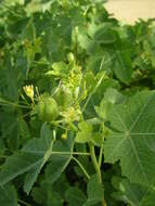 Image of Jatropha chevalieri Beille