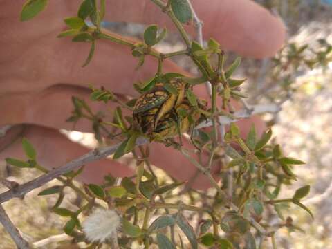 صورة Chalcopoecila