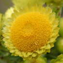 Image of <i>Helichrysum <i>foetidum</i></i> var. foetidum