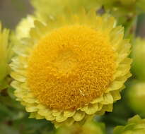 Image of <i>Helichrysum <i>foetidum</i></i> var. foetidum