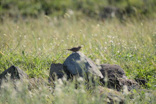 Image of Oriental Skylark