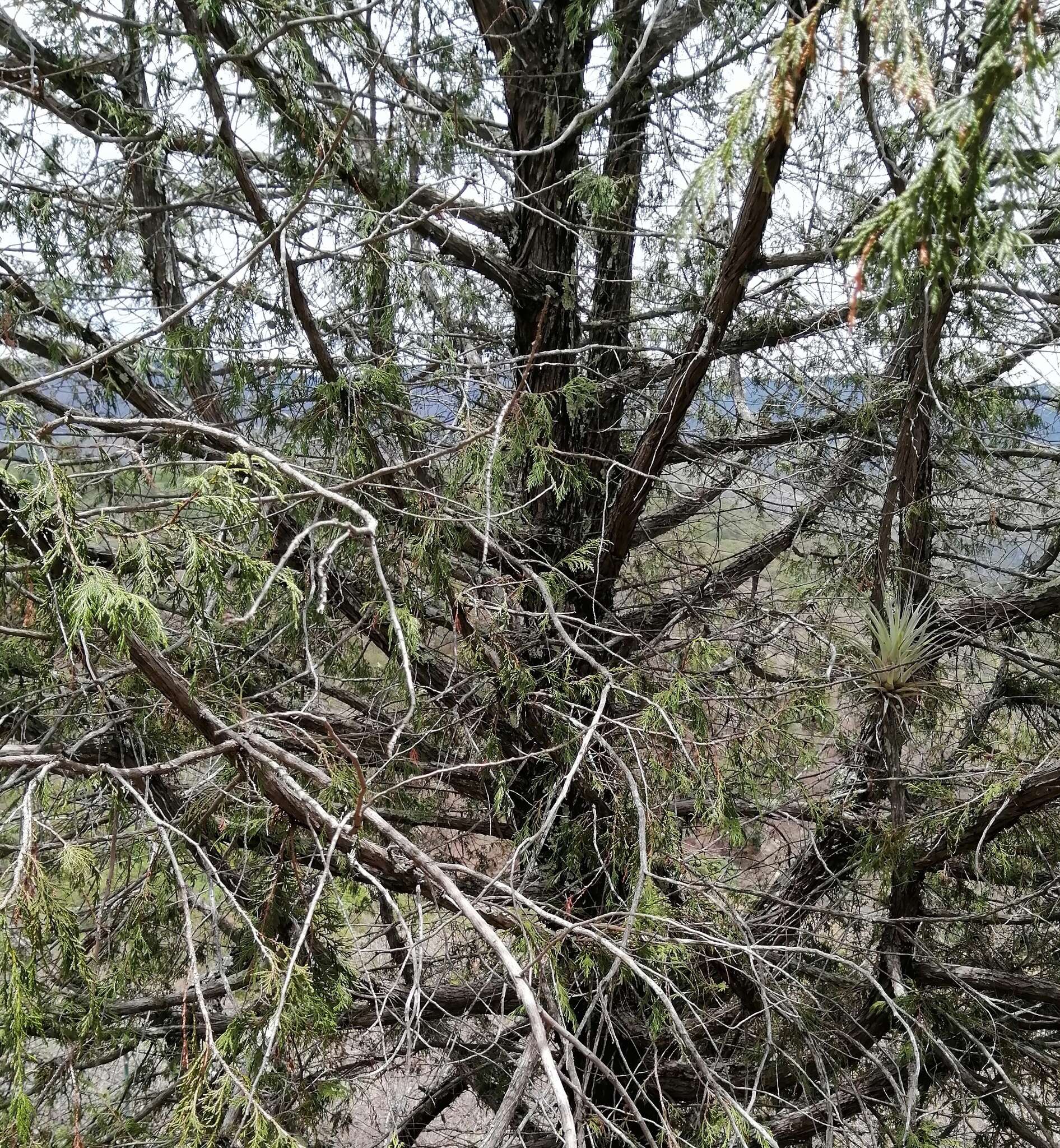 Juniperus deppeana var. zacatecensis Martínez resmi