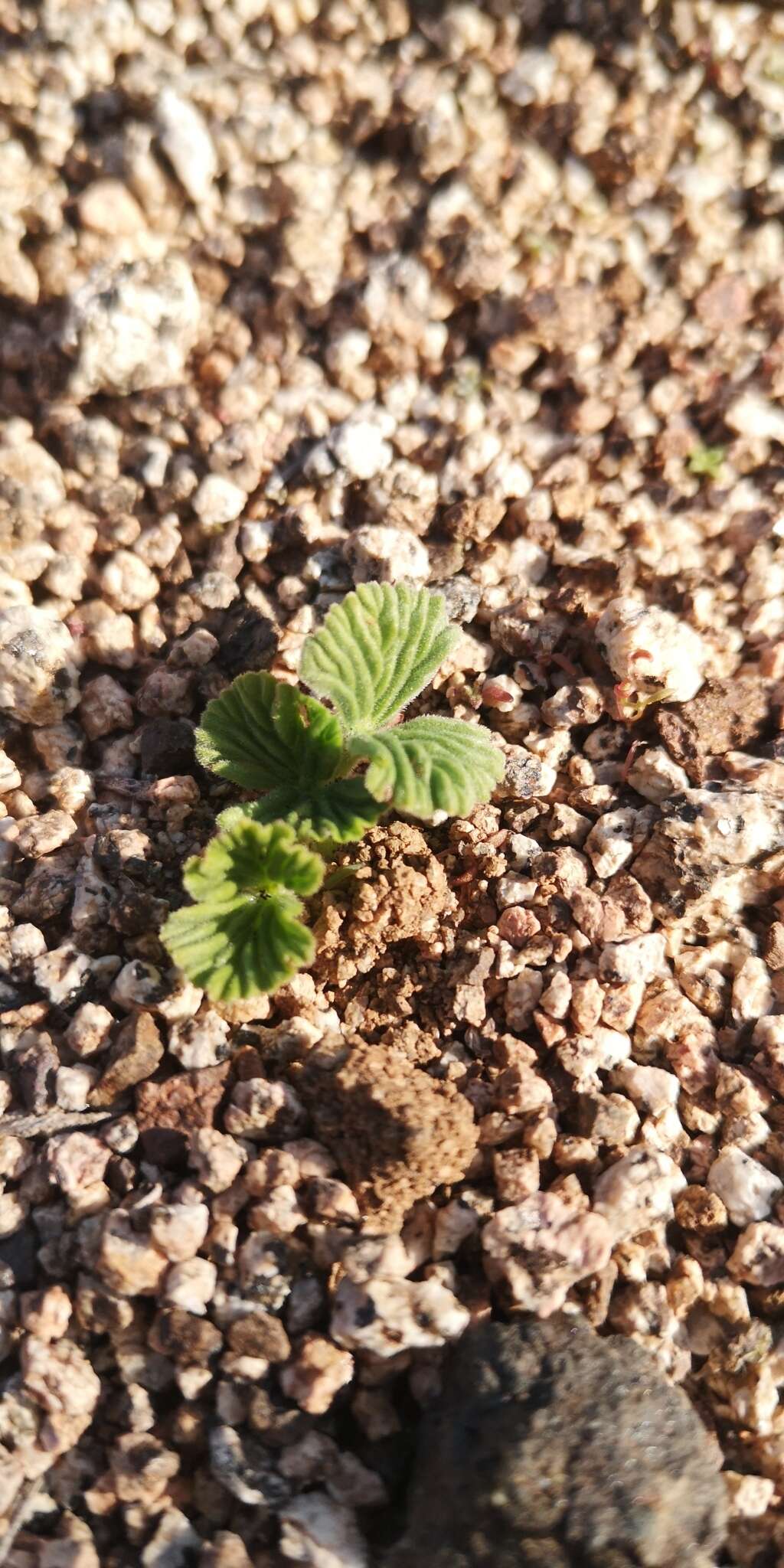 Image de Cordia decandra Hook. & Arn.