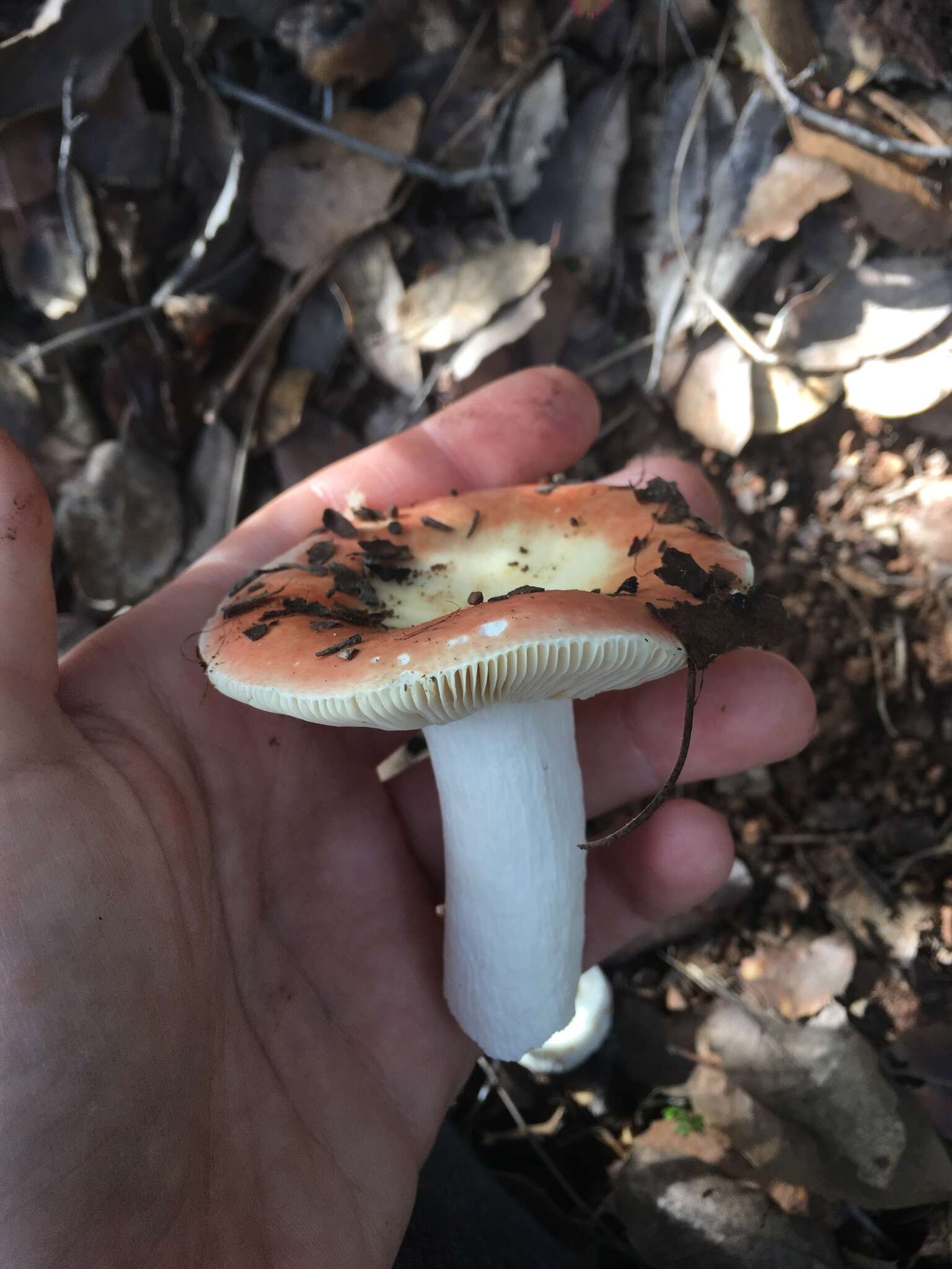 Sivun Russula bicolor Burl. 1913 kuva