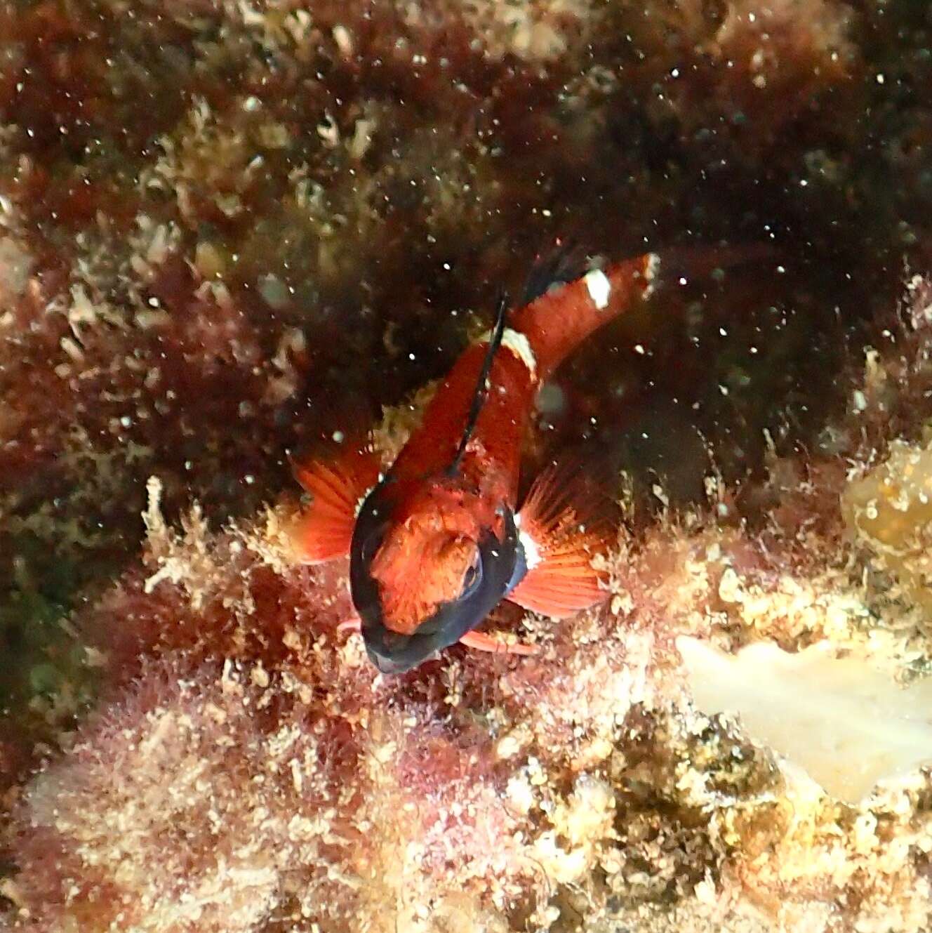 Image of Blackthroat Triplefin