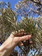 Image de Hakea erecta B. Lamont