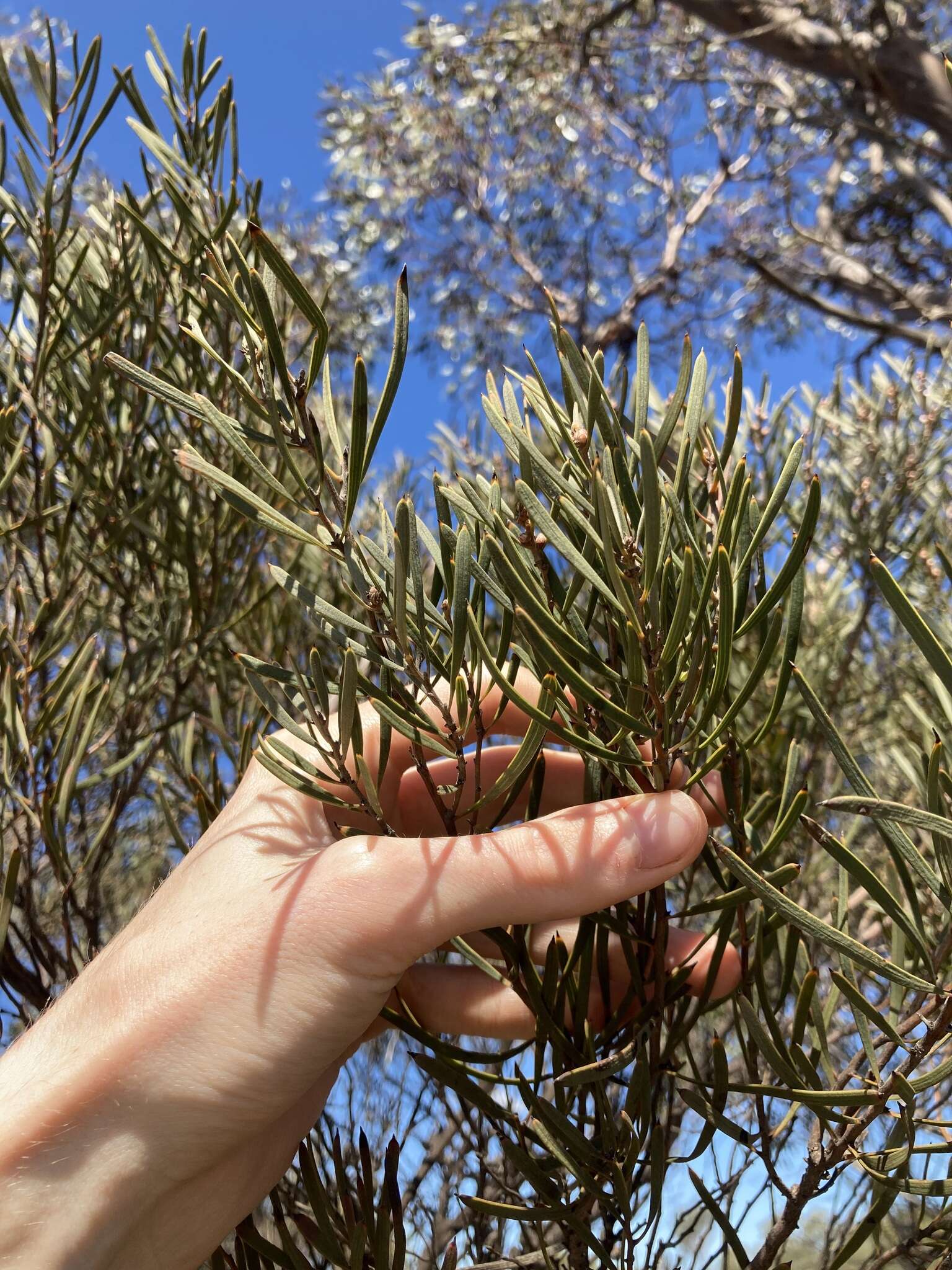 Image de Hakea erecta B. Lamont