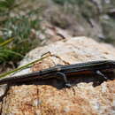 Image of Green-striped mountain lizard