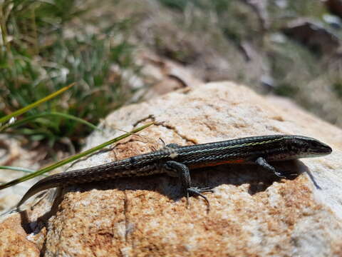 Image of Green-striped Mountain Lizard