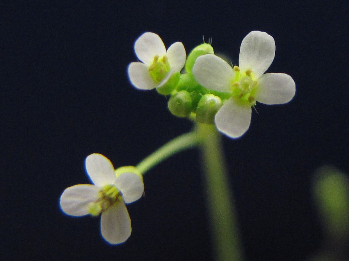 Arabidopsis thaliana (rights holder: BlueRidgeKitties)