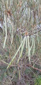 Image de Acacia ramulosa var. ramulosa