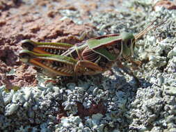 Plancia ëd Brachystola mexicana Bruner & L. 1904