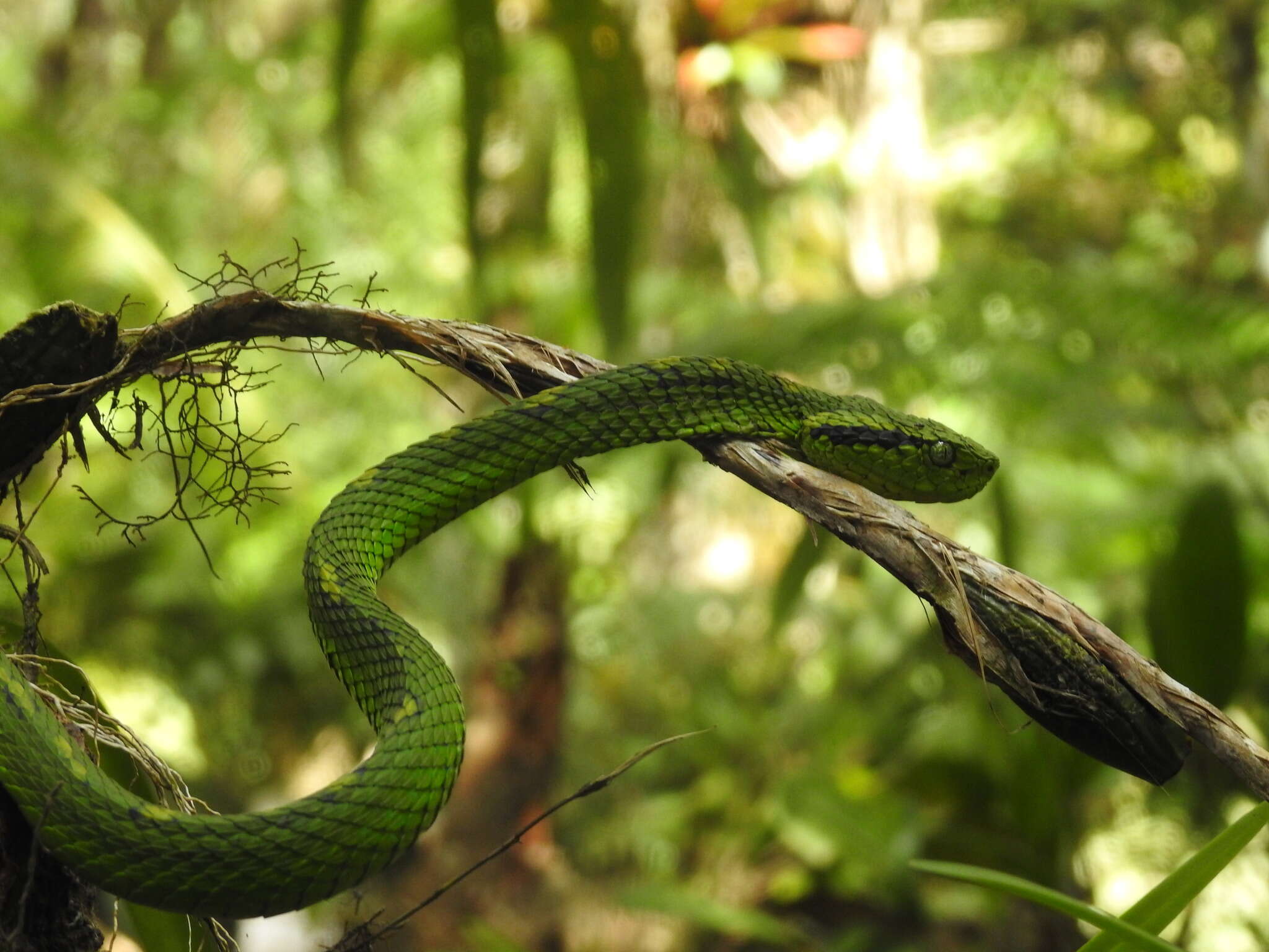 Image of Yellow-blotched Palm Pit Viper