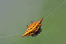 Image of Gasteracantha sanguinolenta bigoti Emerit 1974