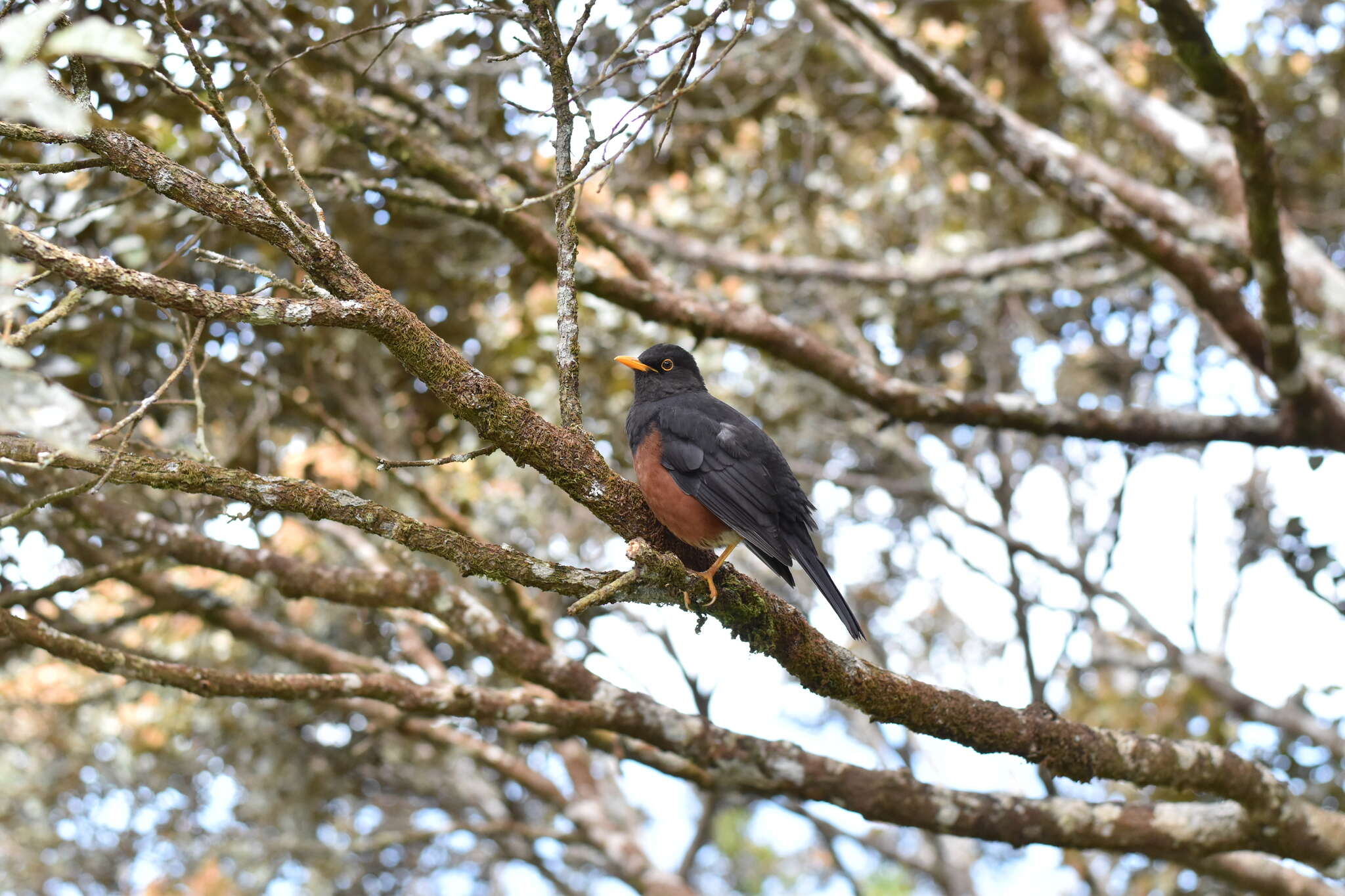 صورة Turdus poliocephalus Latham 1801