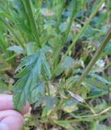 Image of Verbena gracilescens (Cham.) Herter