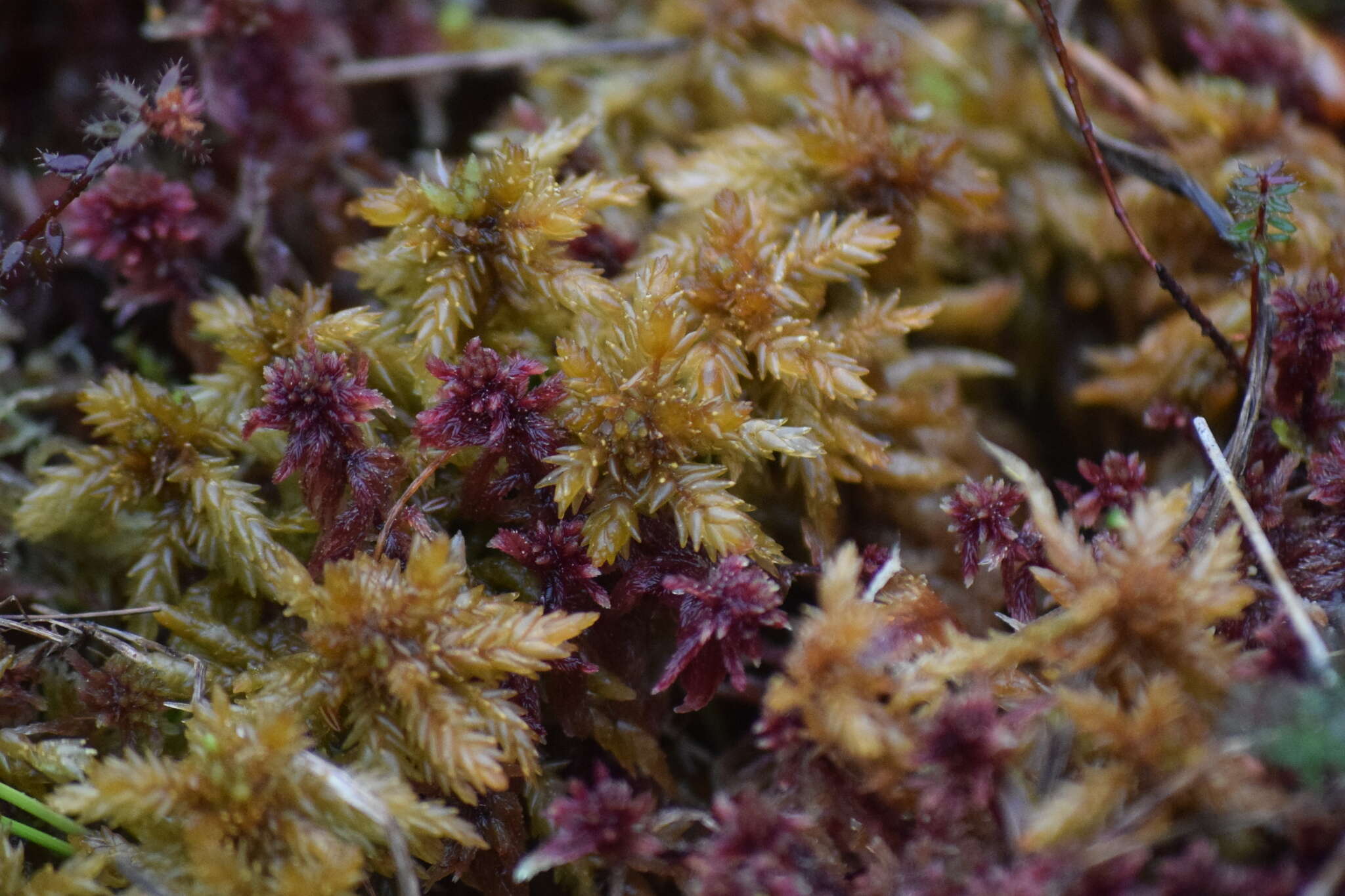 Image of papillose sphagnum