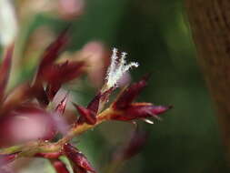 Image of Scleria harlandii Hance