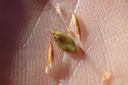 Image of Indianola Beak Sedge