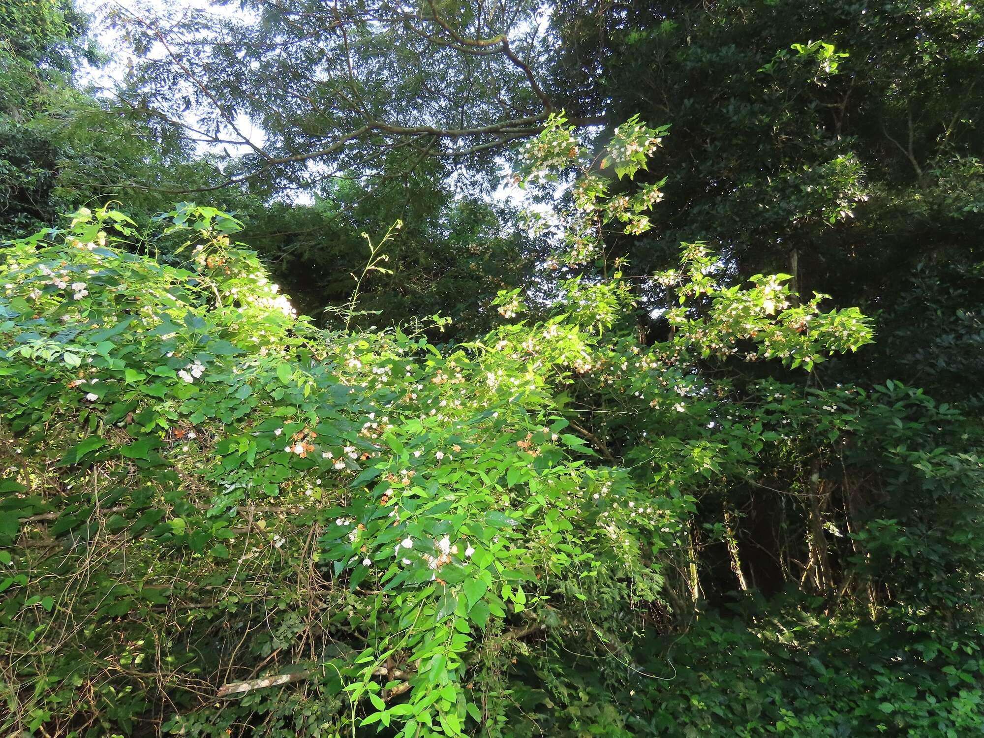 Sivun Dombeya tiliacea (Endl.) Planch. kuva