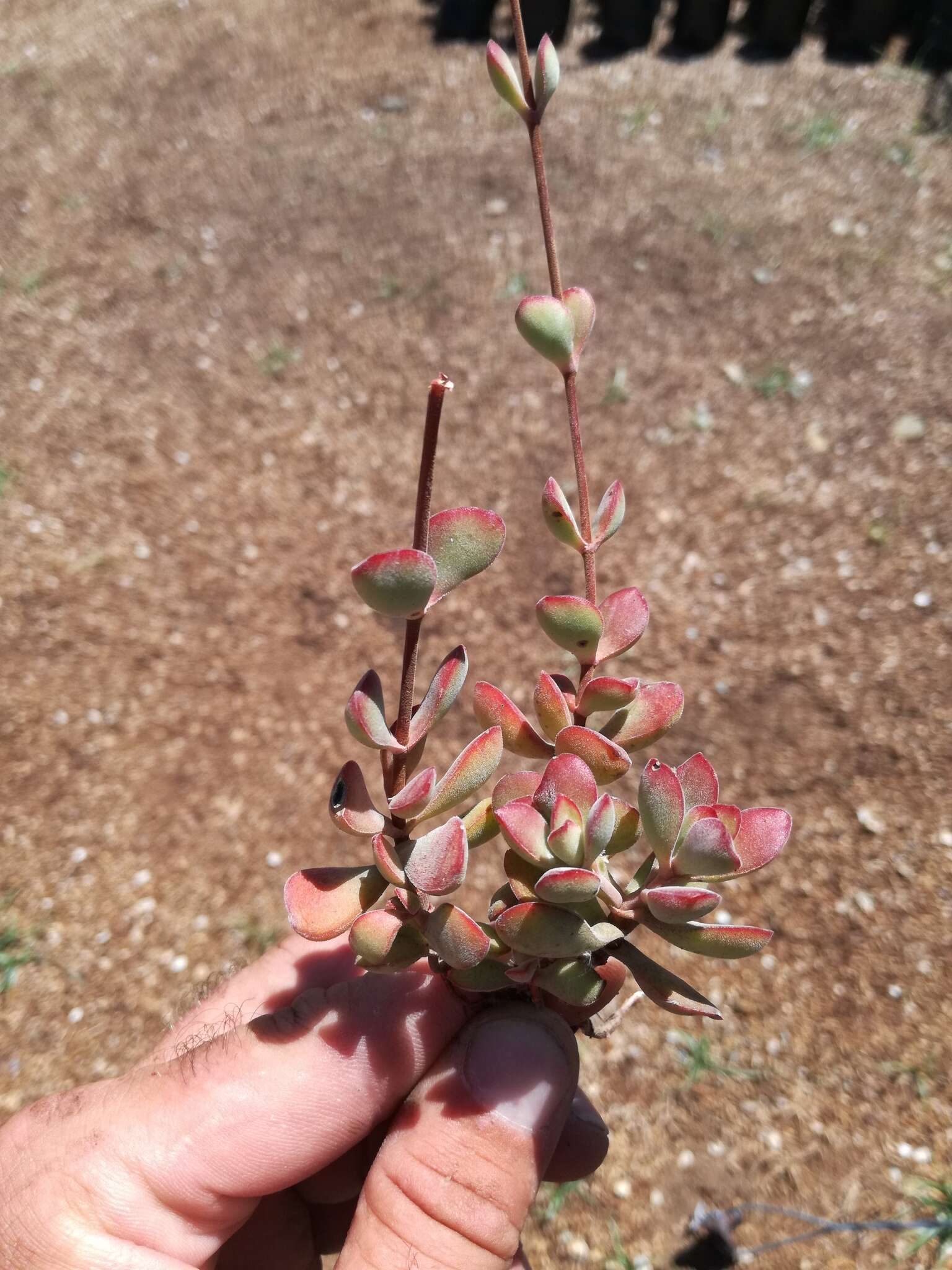 Image of Crassula atropurpurea var. muirii (Schönl.) G. D. Rowley