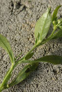 Image of Erigeron floribundus (Kunth) Sch. Bip.