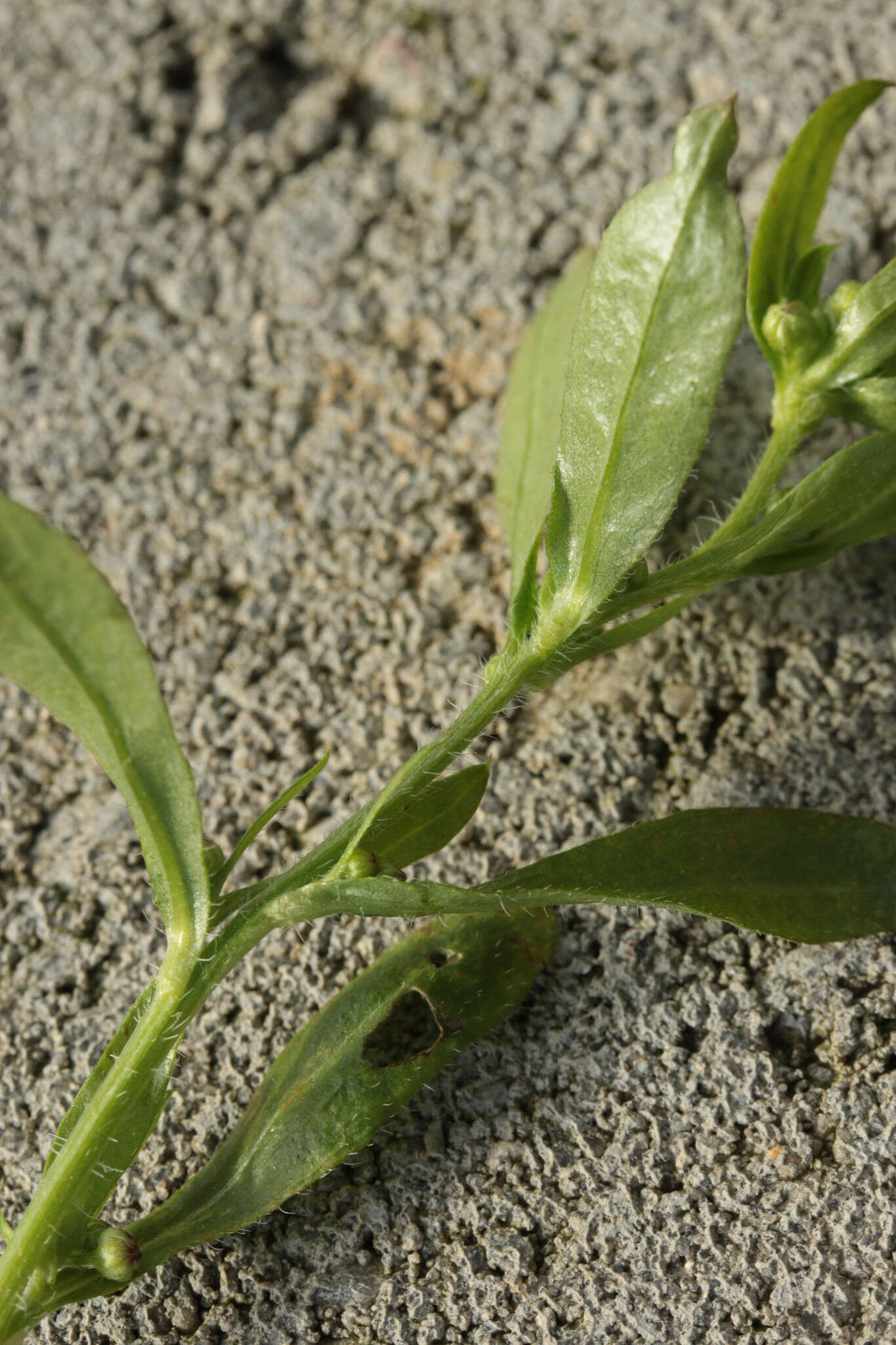 Image of Erigeron floribundus (Kunth) Sch. Bip.