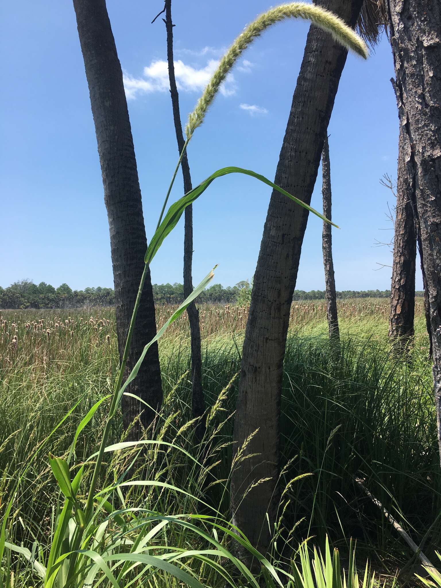 Image de Setaria magna Griseb.