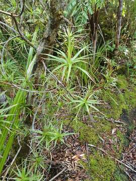 Image of Dracophyllum patens W. R. B. Oliv.