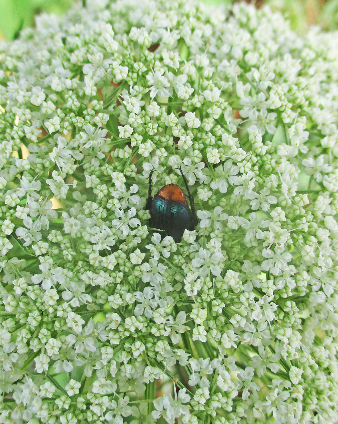 Image of Amethyst Fruit Chafer