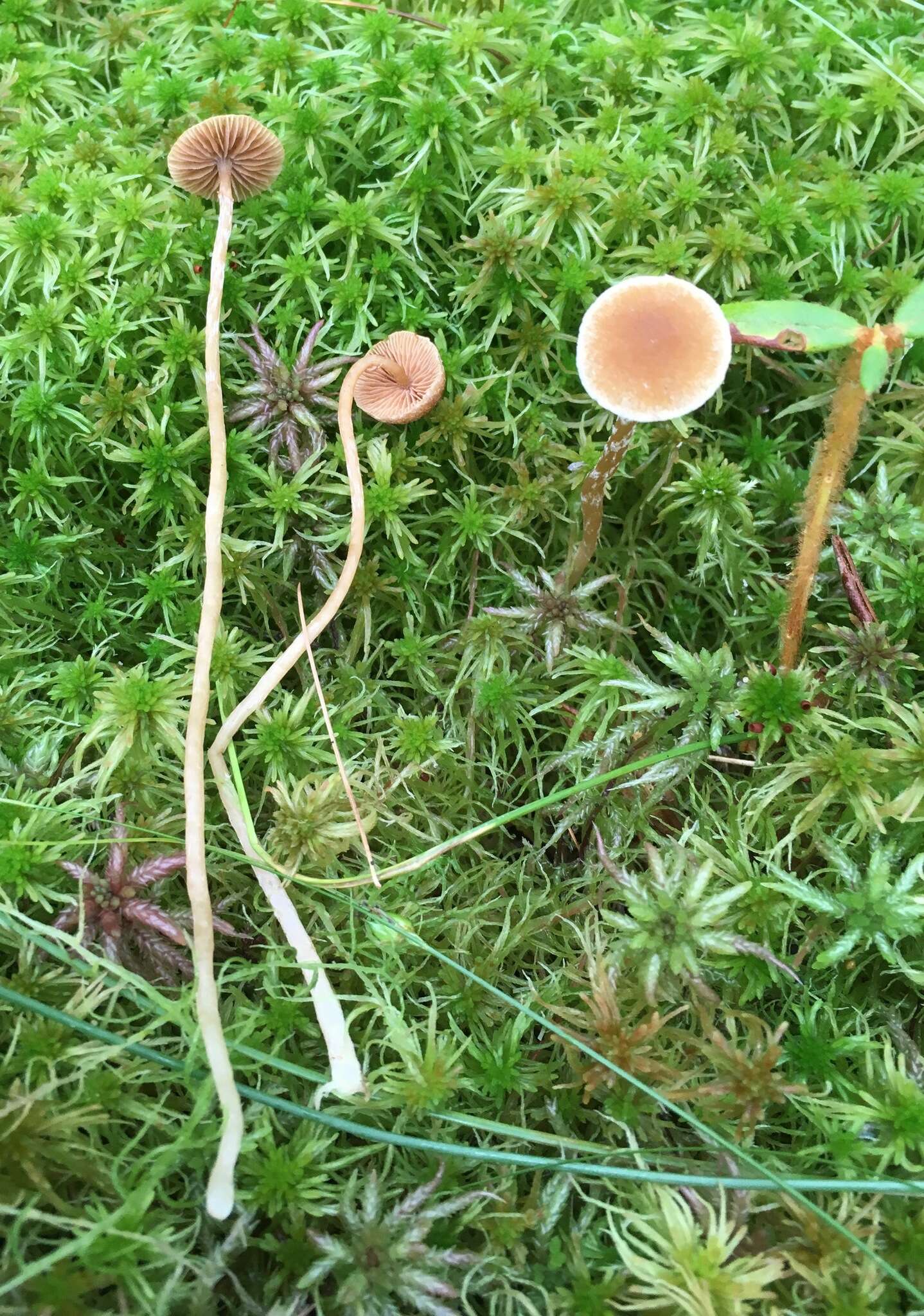 Image of Galerina paludosa (Fr.) Kühner 1935