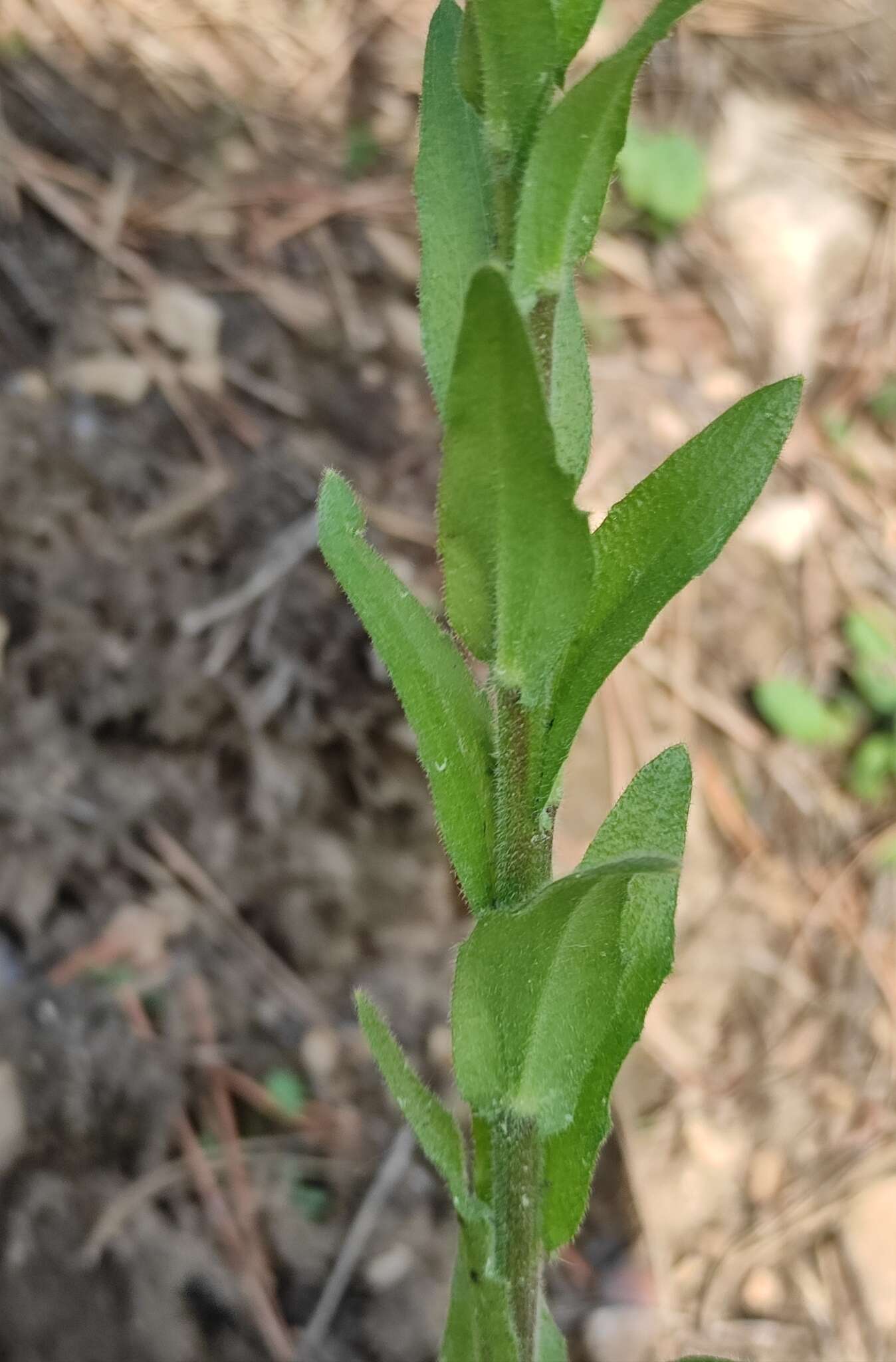 Sivun <i>Arabis sagittata</i> var. <i>borealis</i> (Andrz. ex Ledeb.) A. L. Ebel kuva