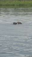 Image of giant otter