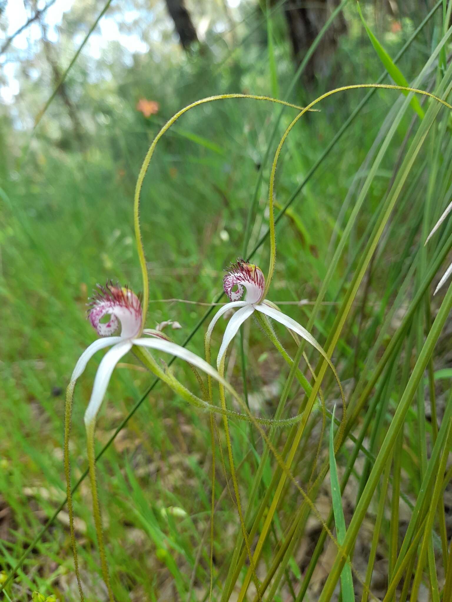 Image of Coastal white spider orchid