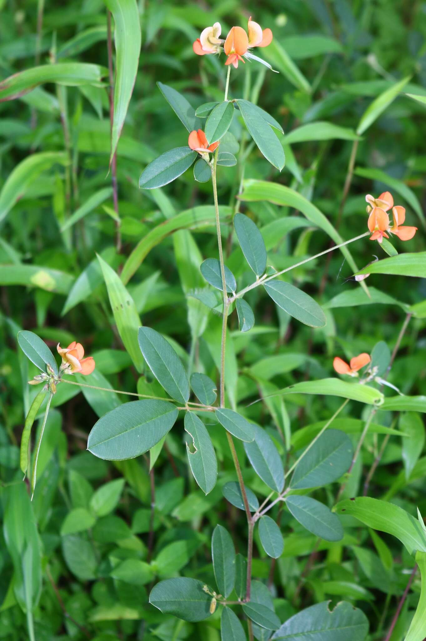 Image of Tephrosia tinctoria Pers.