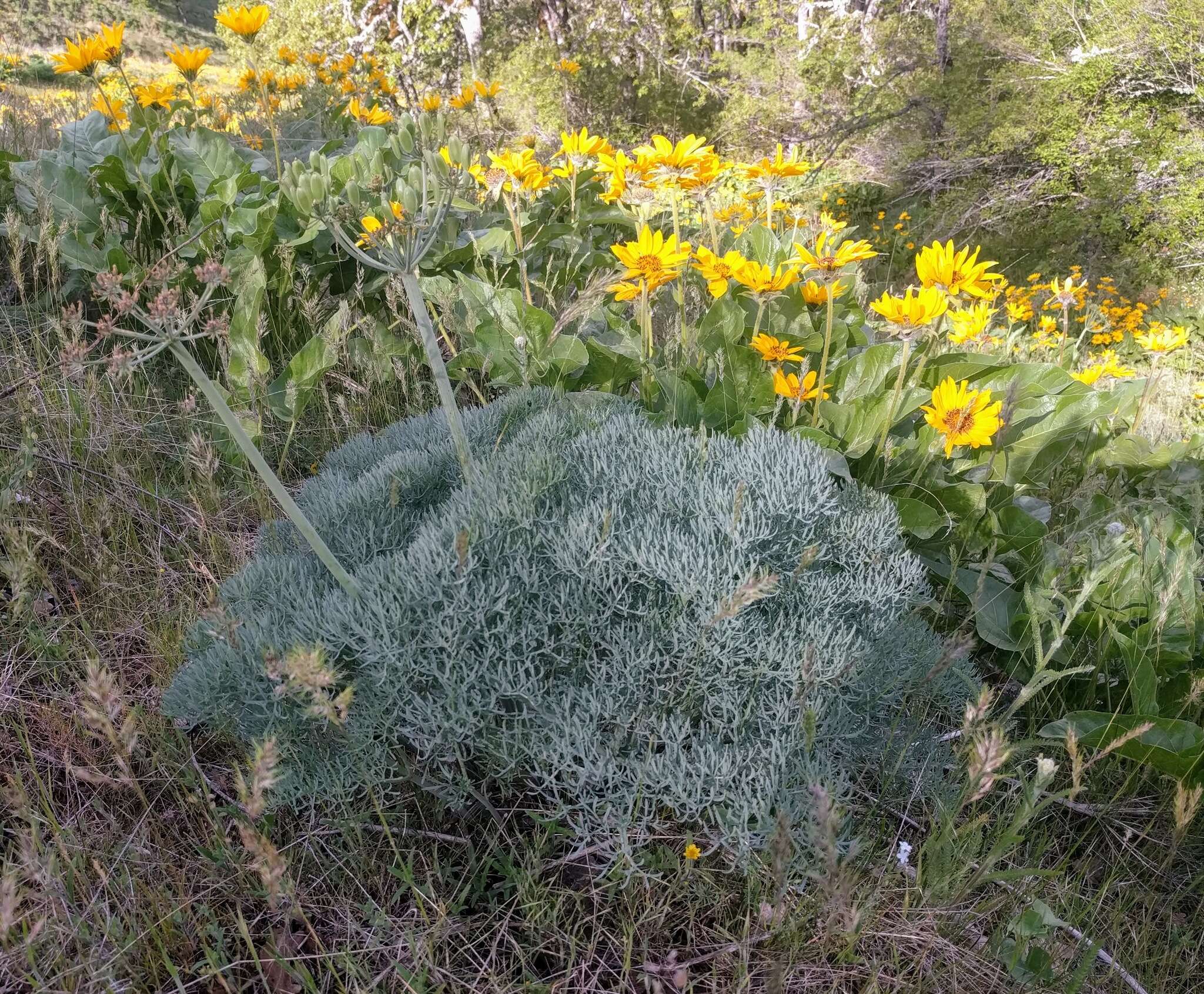 Imagem de Lomatium columbianum Mathias & Constance