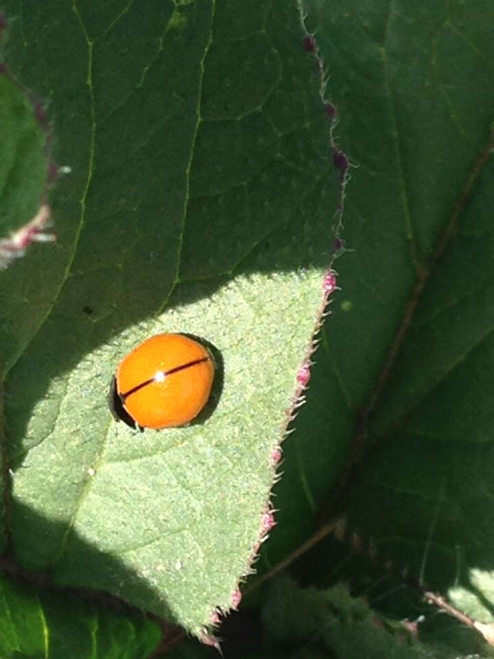 Image of California Lady Beetle